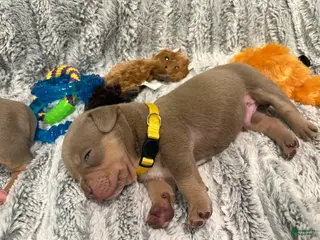 American Bulldog dogs Puppy 5 Yellow - Ad 7