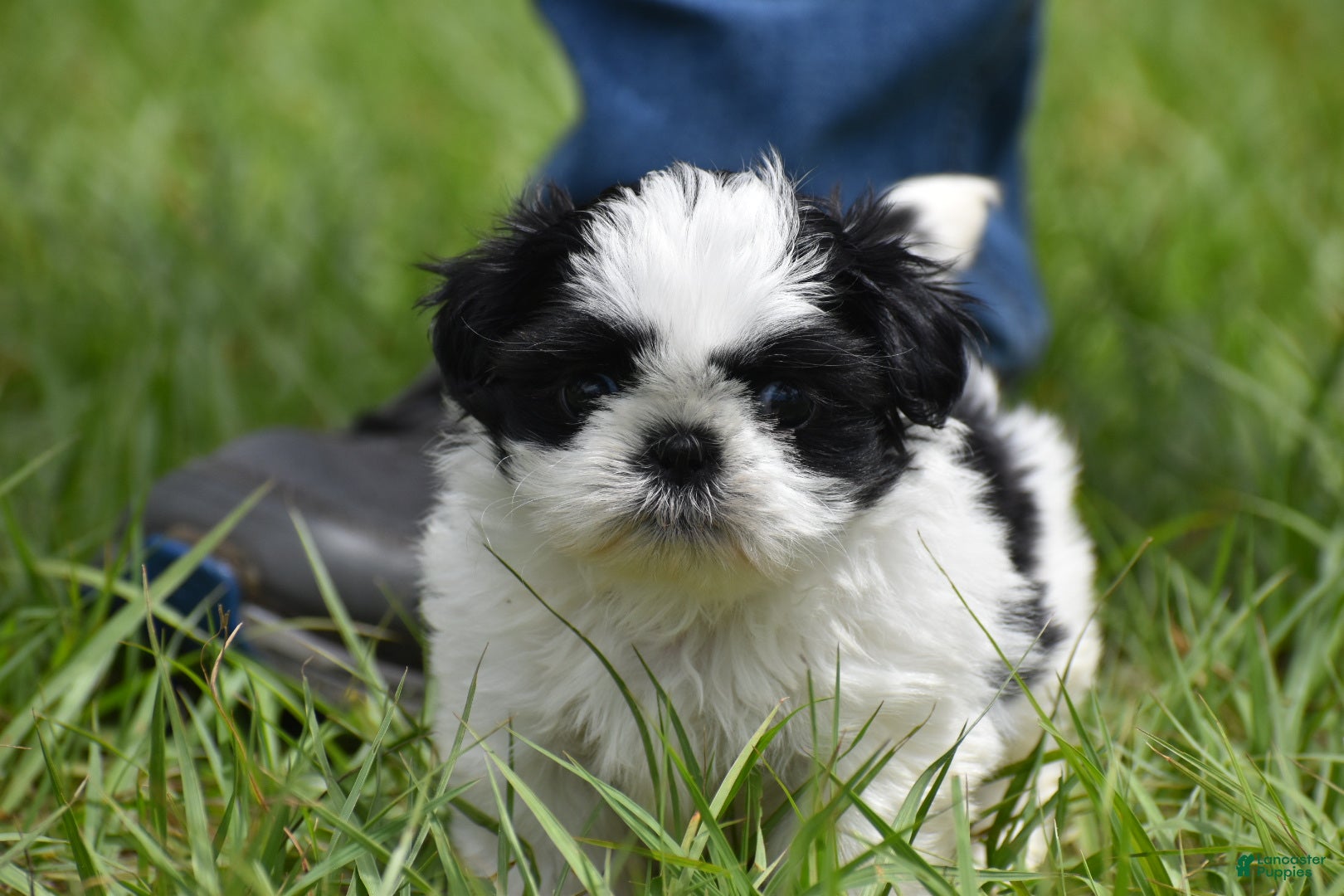 Shih Tzu dogs Shih Tzu Puppy 2 - Ad 2