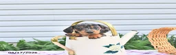Dachshund dogs for sale: Kia - Ad 4