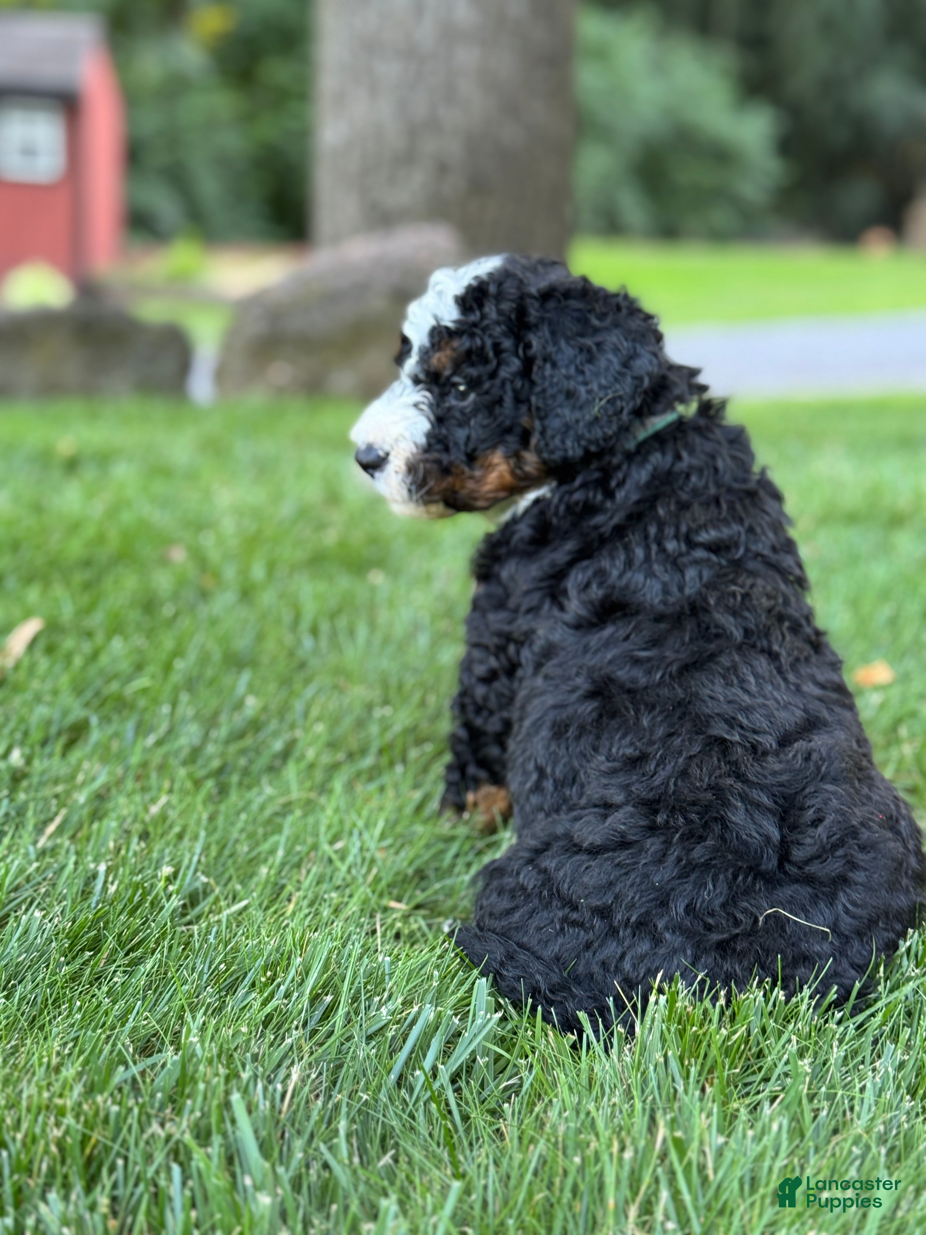 Mini Bernedoodle dogs for sale: Roxie - Ad 1