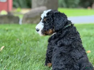 Mini Bernedoodle dogs for sale: Roxie - Ad 1