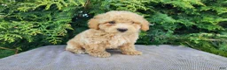 Mini Bernedoodle dogs for sale: Liam - Ad 3