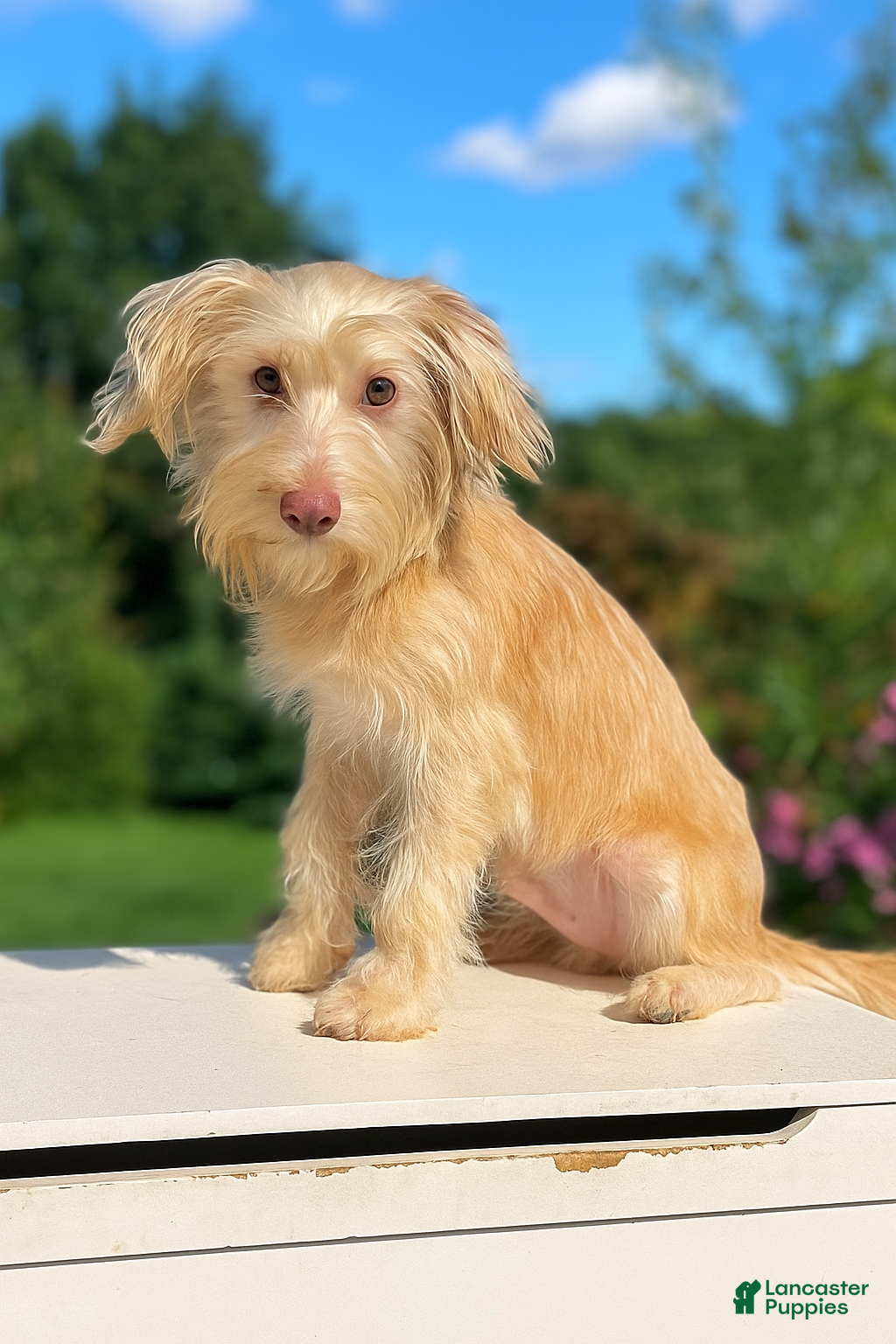 Morkie dogs River - Ad 20