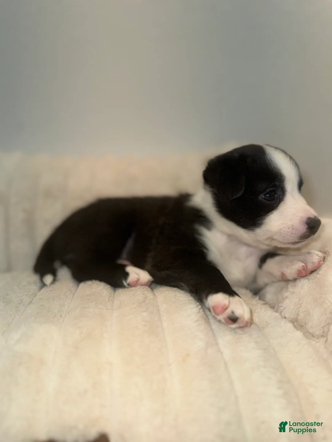 Mixed Breed dogs for sale: Chloe  - Ad 2