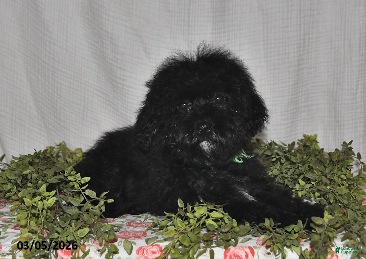 Havapoo dogs Shadow - Ad 2