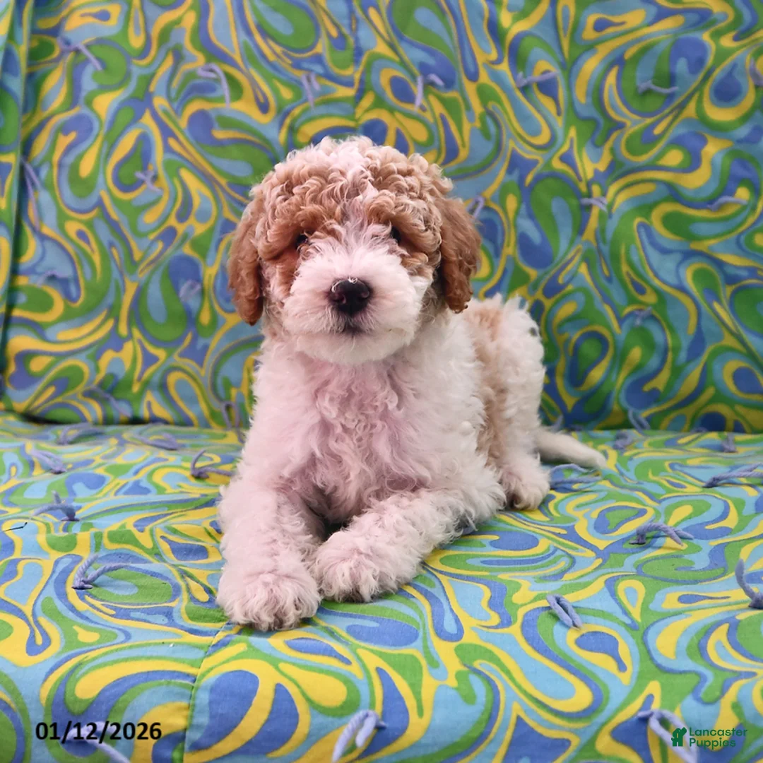 Goldendoodle dogs for sale: Holly - Ad 2