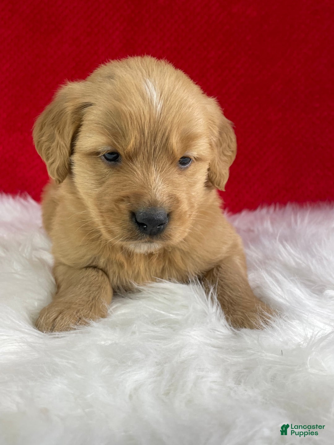 Golden Retriever dogs for sale: Rudolph - Ad 3