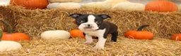 Boston Terrier dogs for sale: Jared - Ad 7