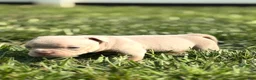 American Bully dogs for sale: American Bully 1 - Ad 8