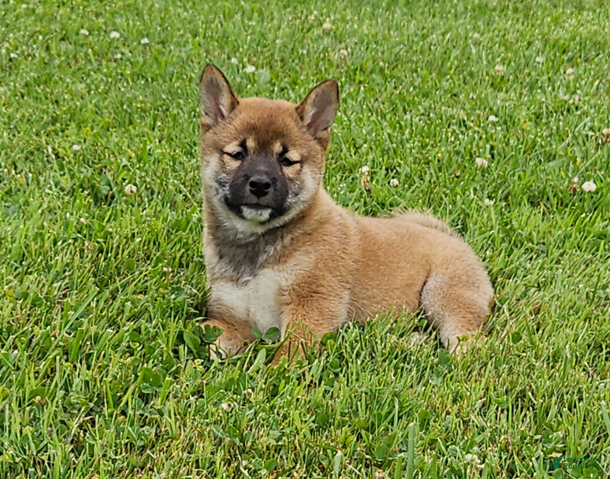 Shiba Inu dogs Graham - Ad 2