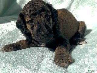 Standard Poodle dogs - Ad 4