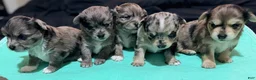Mixed Breed dogs for sale: Zara - Ad 3