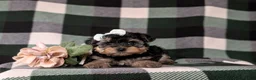 Yorkiepoo dogs for sale: Jolisa - Ad 5