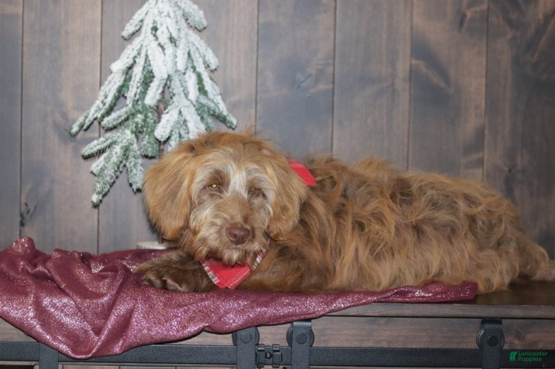 Mini Goldendoodle dogs for sale: Mini Goldendoodle Puppy 1 - Ad 9