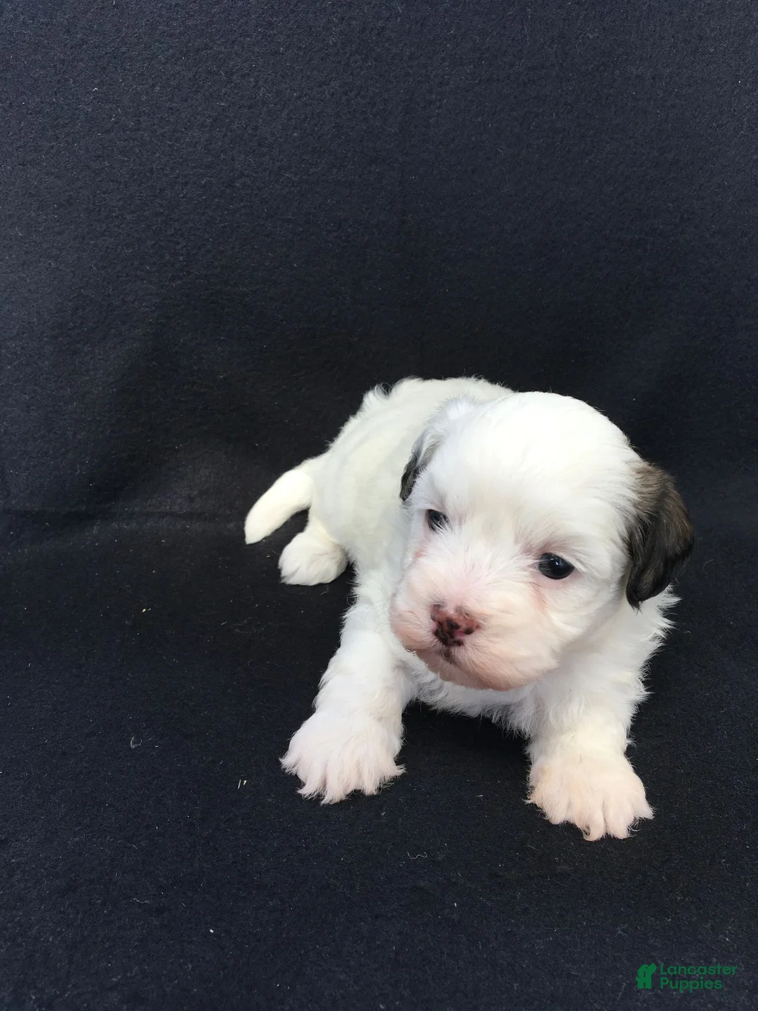 Shihpoo dogs for sale: Robin - Ad 2