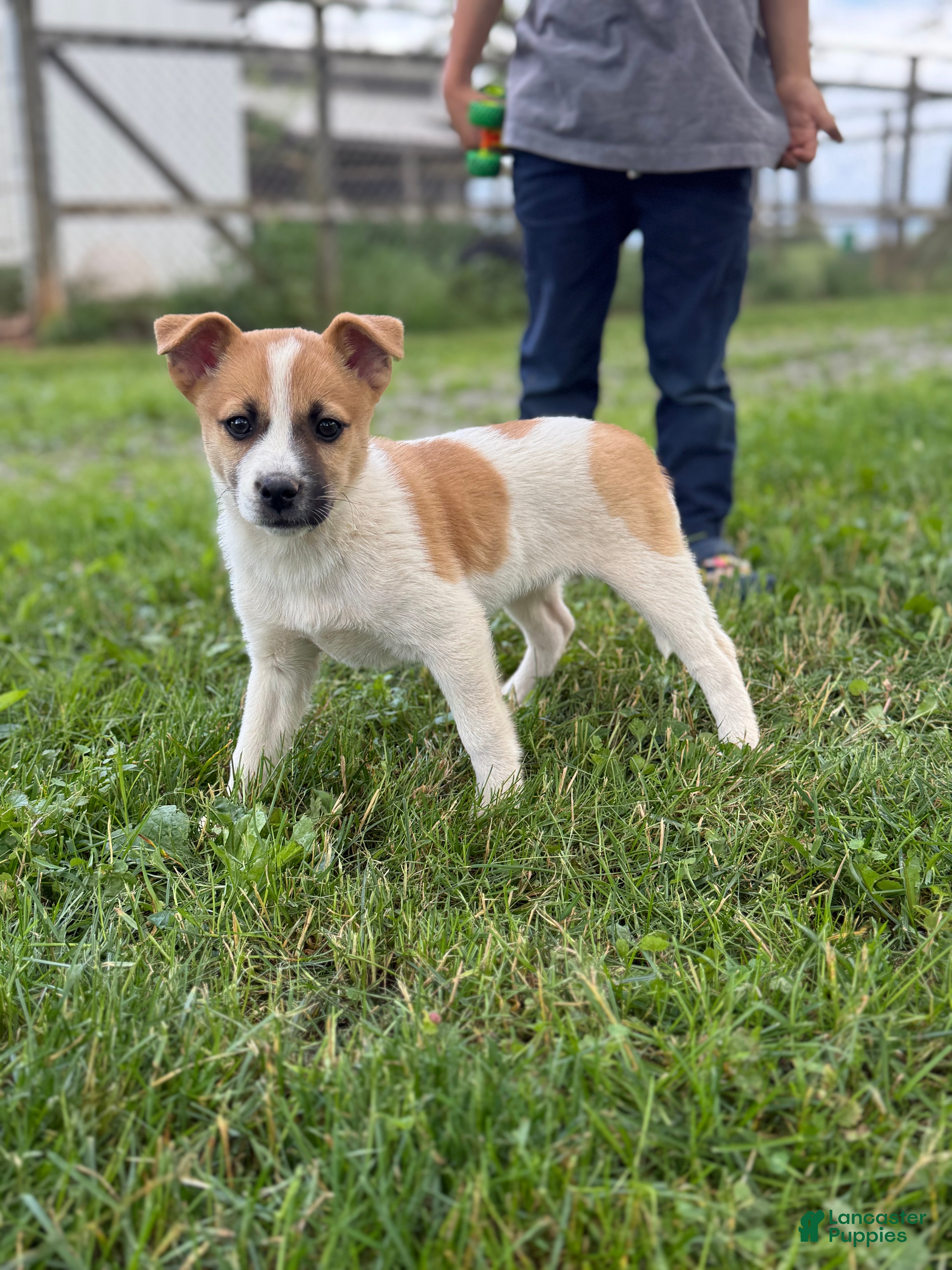 Mixed Breed dogs Stella - Ad 19