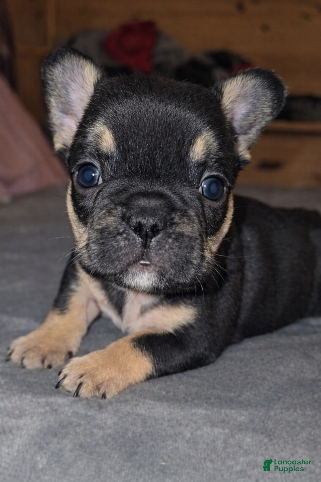French Bulldog dogs Rolo - Ad 2