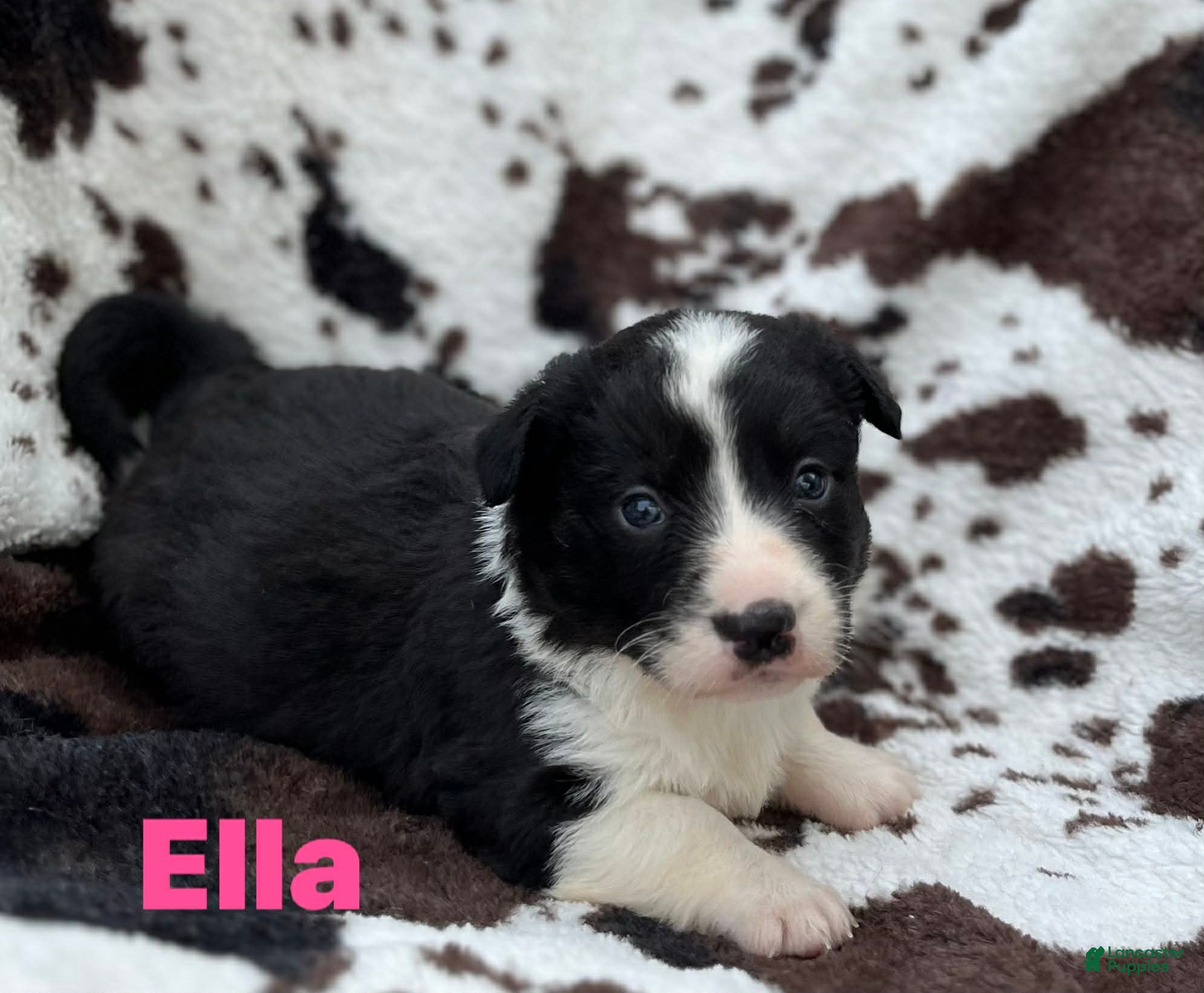 Welsh Corgi Cardigan dogs Ella - Ad 3