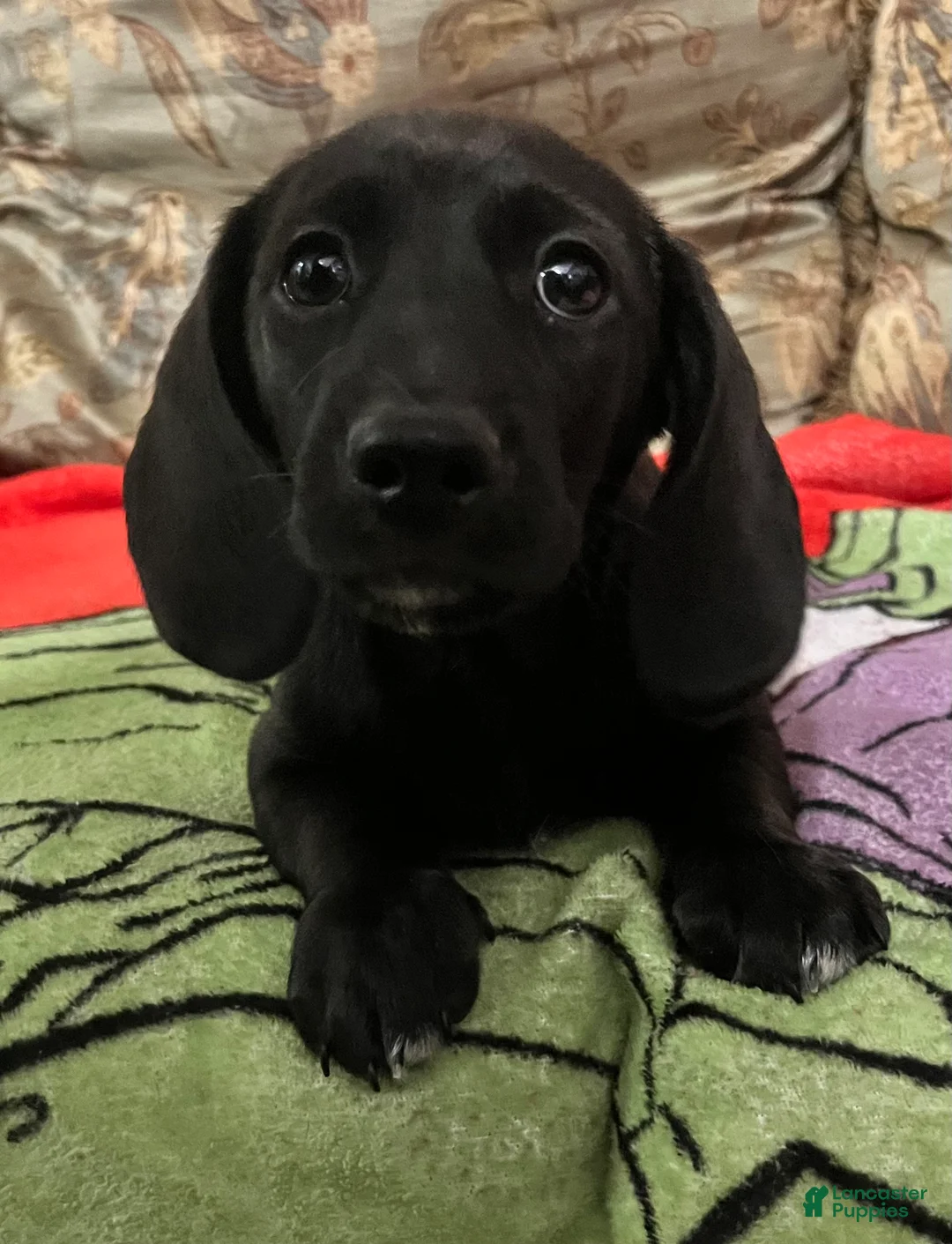Miniature Dachshund dogs for sale: Miniature Dachshund Puppy 1 - Ad 1