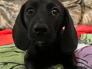 Miniature Dachshund dogs Miniature Dachshund Puppy 1 - Ad 3