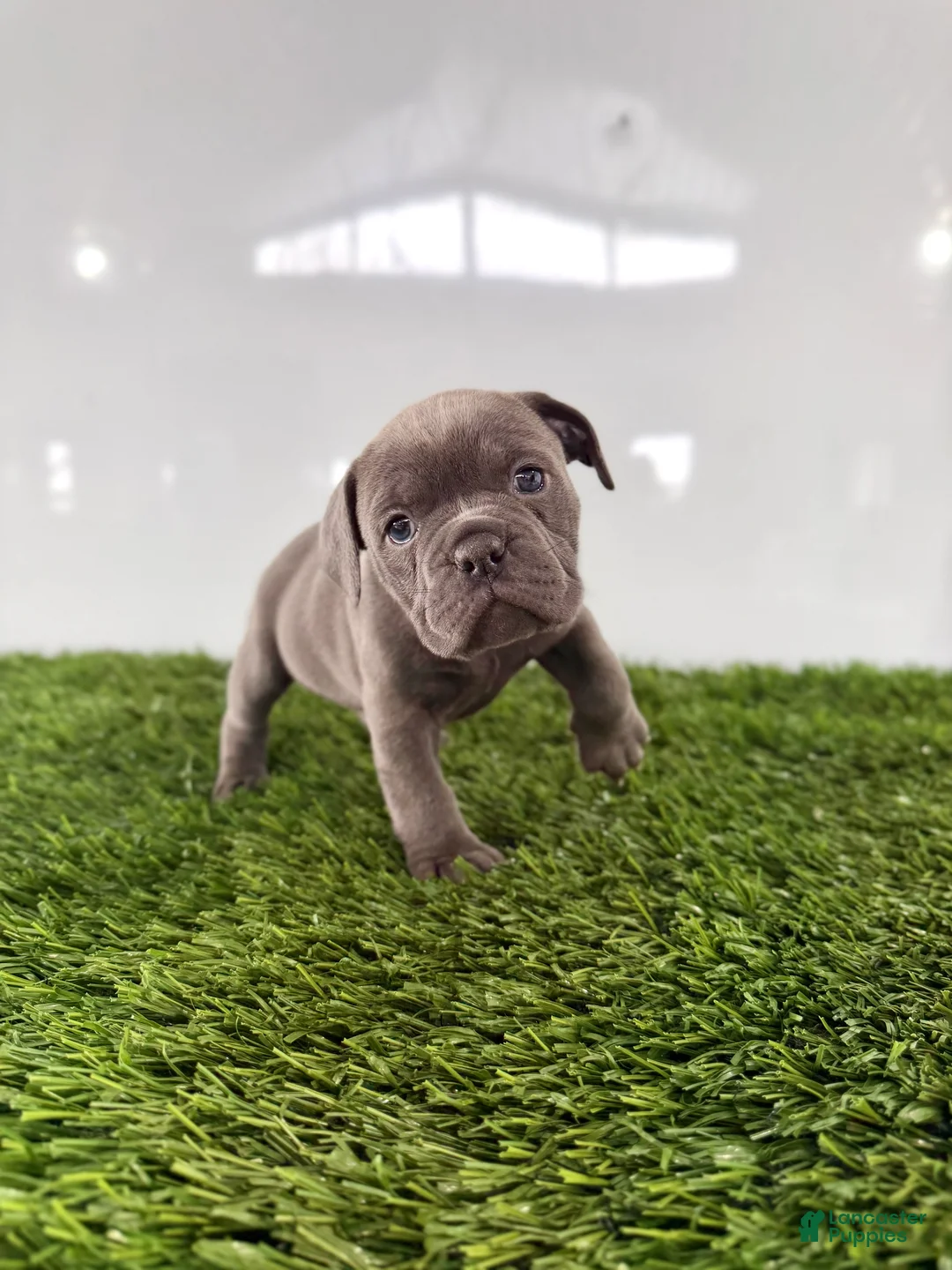 Olde English Bulldogge dogs for sale: Trixie - Ad 3