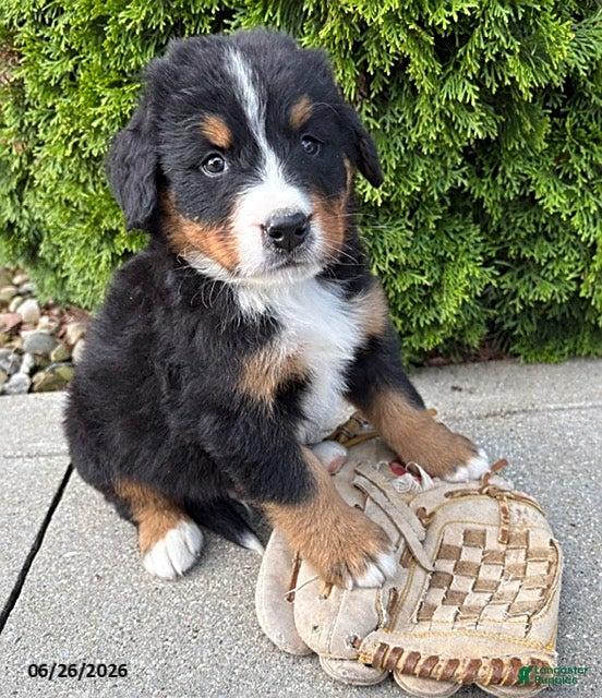 Bernese Mountain Dog dogs Briar - Ad 1