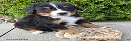 Bernese Mountain Dog dogs for sale: Briar - Ad 1