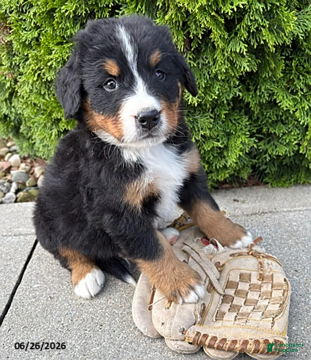Bernese Mountain Dog dogs for sale: Briar - Ad 1