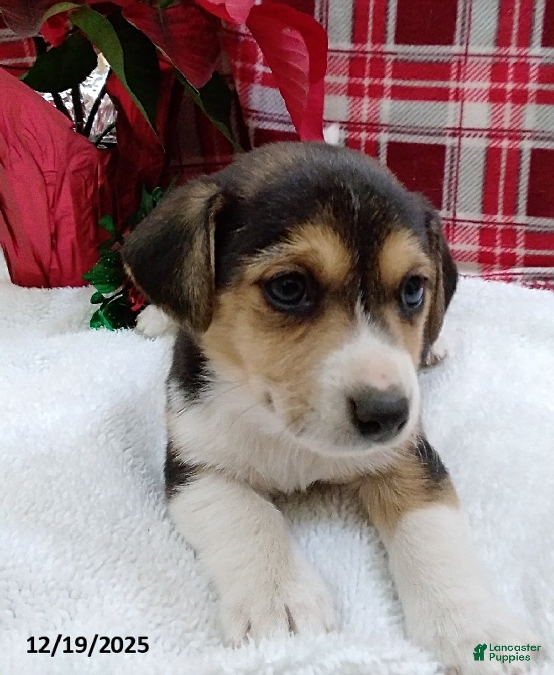 Mixed Breed dogs for sale: Tommy - Ad 2