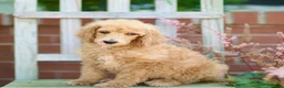 Standard Poodle dogs for sale: Michief - Ad 2
