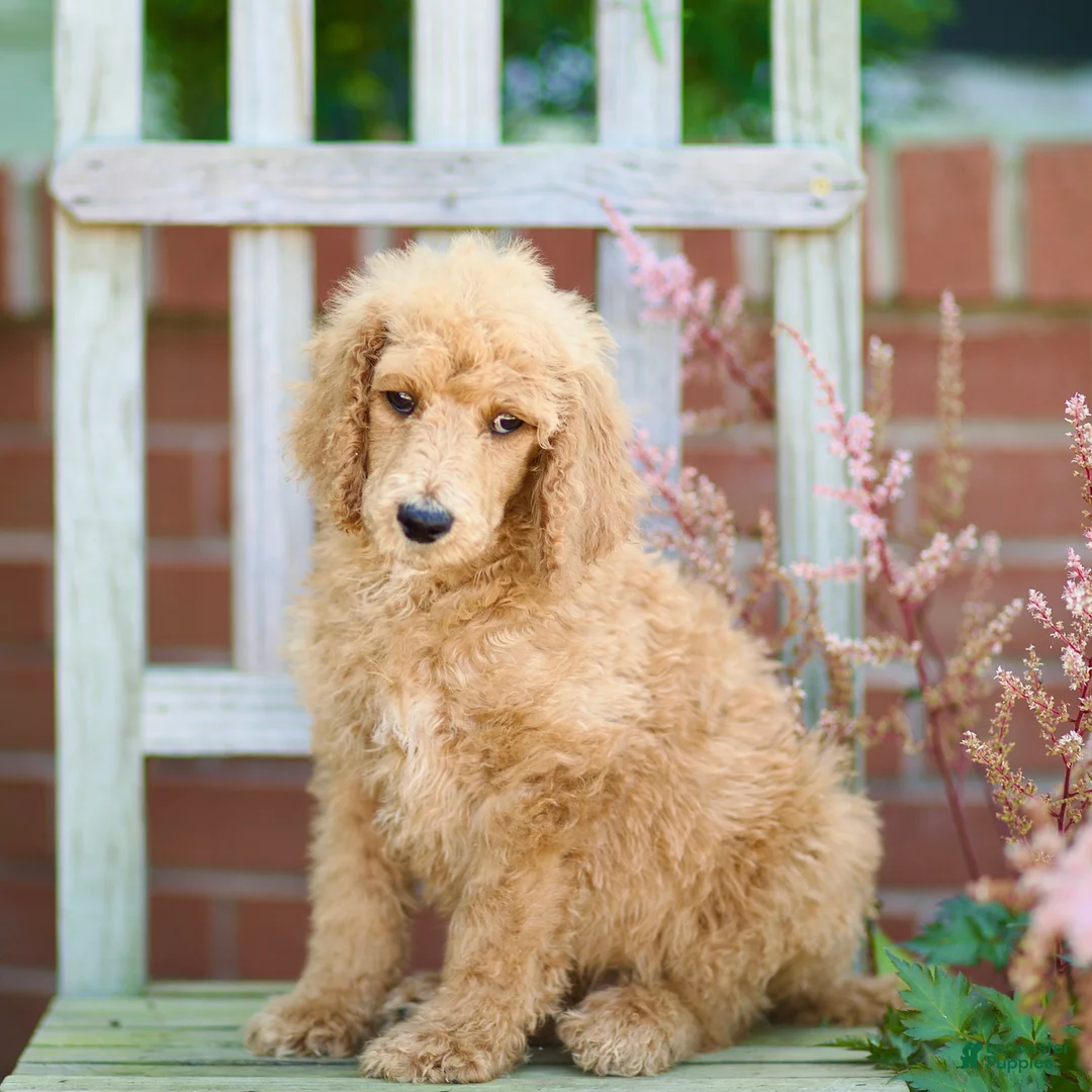 Standard Poodle dogs for sale: Michief - Ad 2