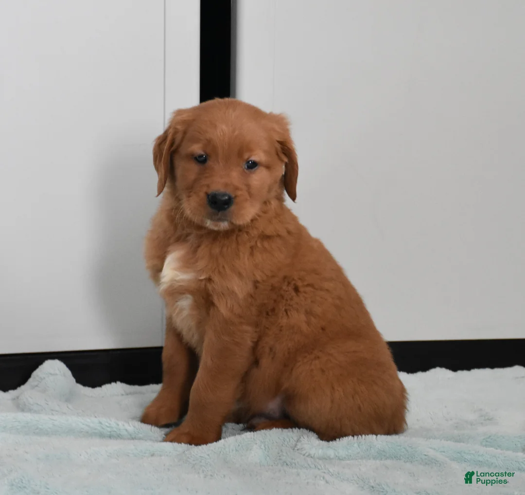 Golden Retriever dogs for sale: Walter    Genetic/OFA - Ad 10