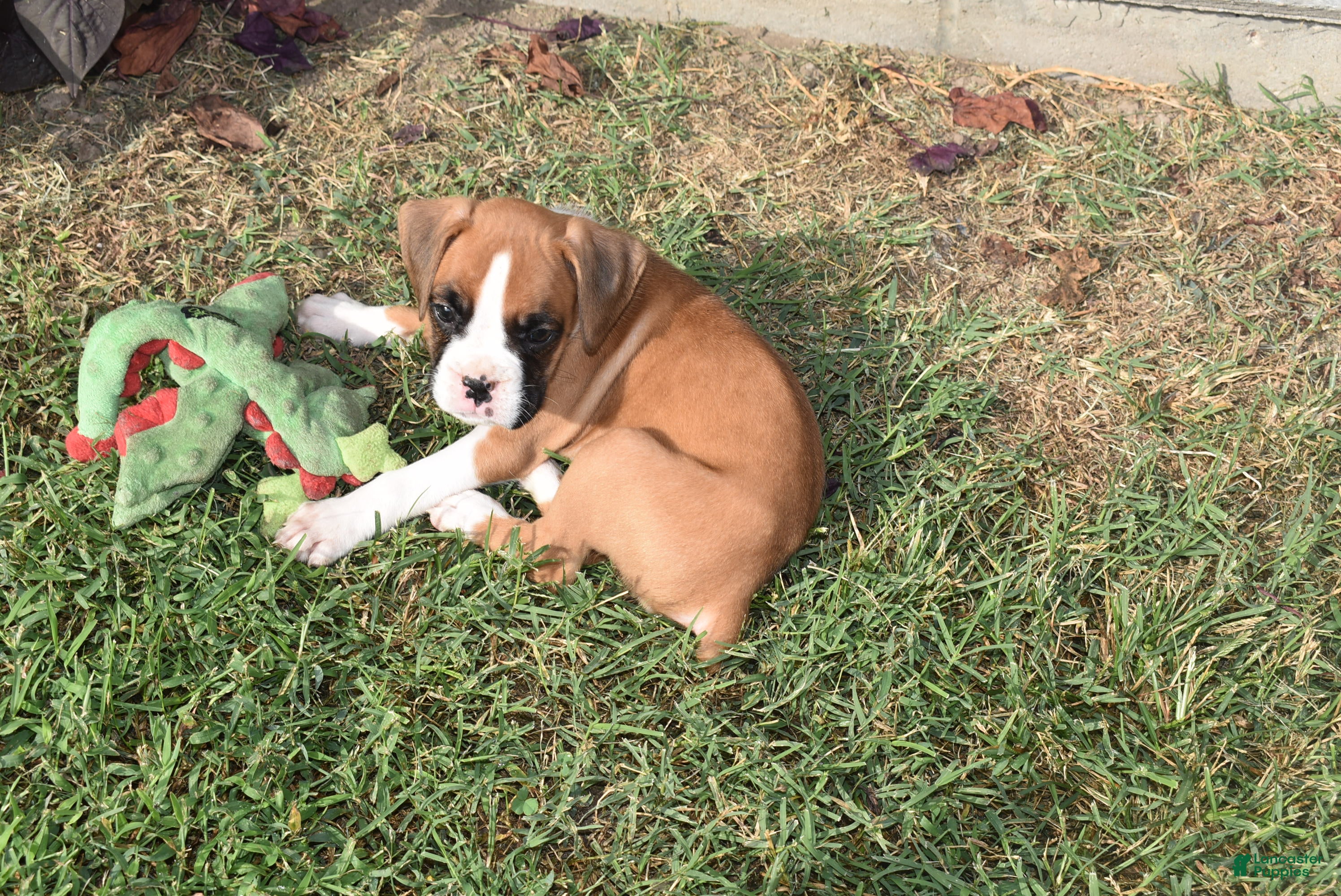 Boxer dogs SAGE - Ad 2