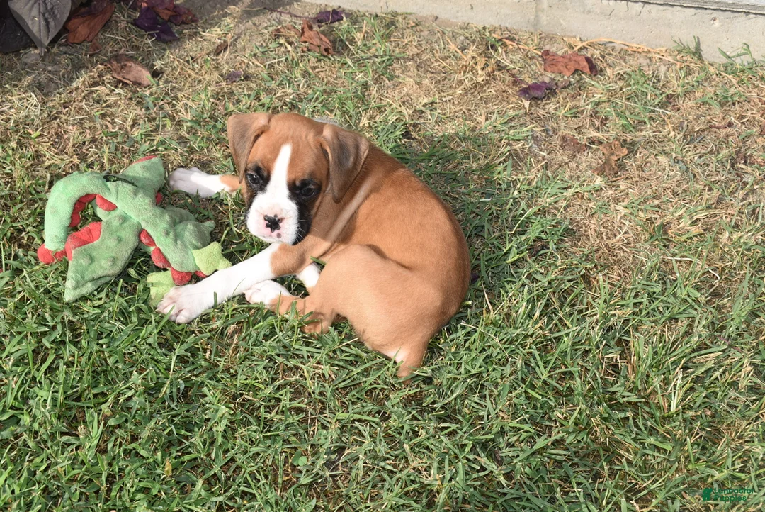 Boxer dogs for sale: SAGE - Ad 2