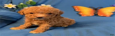 Miniature Poodle 2