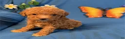 Miniature Poodle dogs for sale: Miniature Poodle 2 - Ad 1