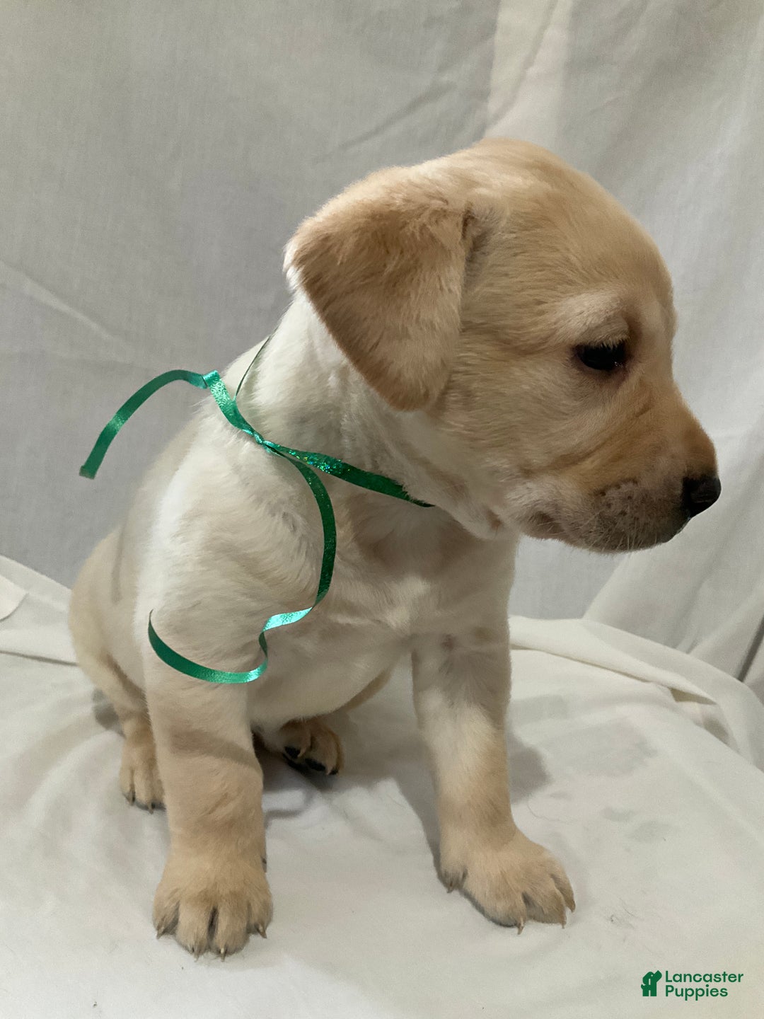 Labrador Retriever dogs for sale: Abby - Ad 5