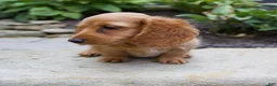 Miniature Dachshund dogs for sale: Milly - Ad 6
