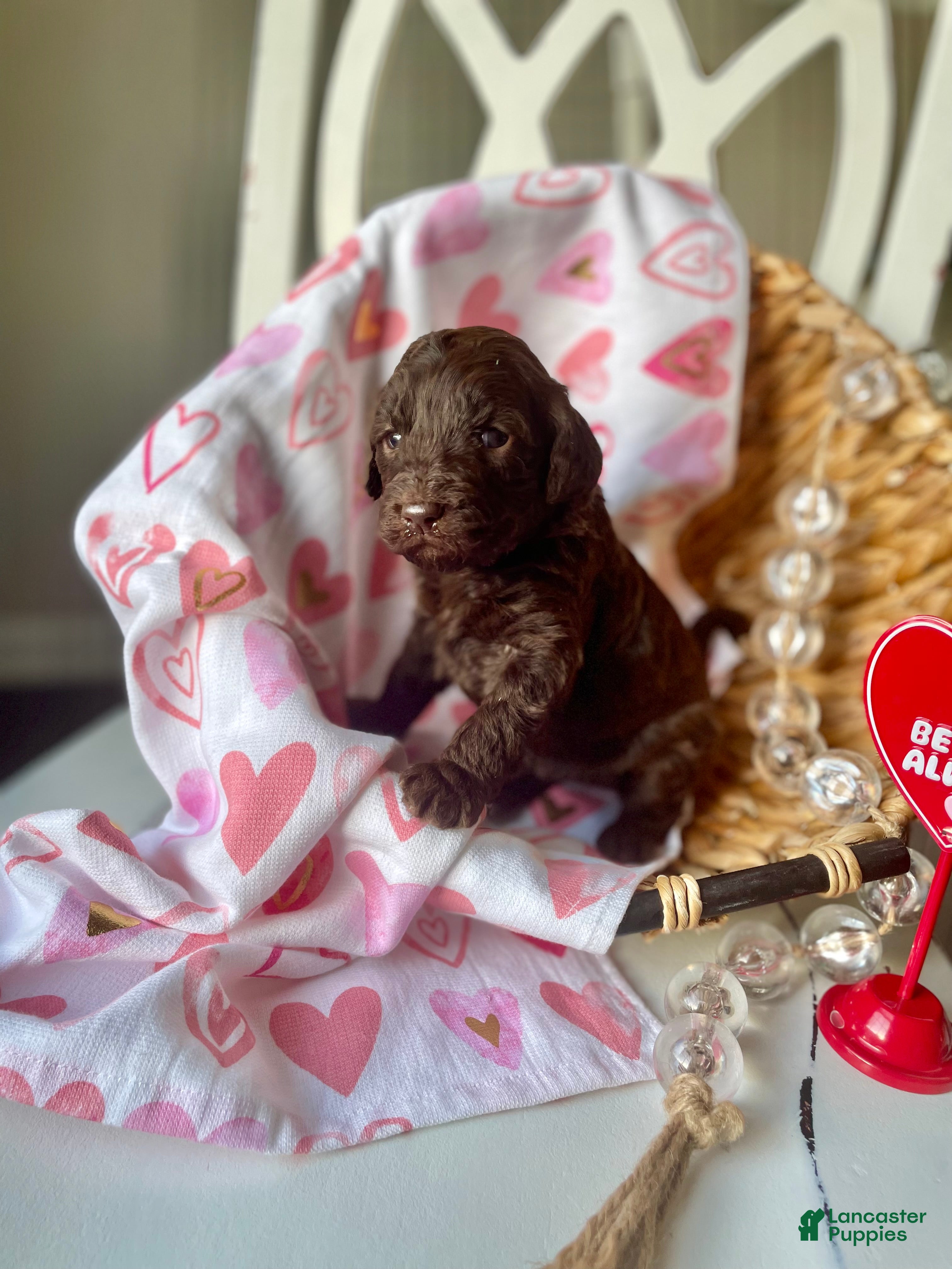 Goldendoodle dogs Ms blue - Ad 3