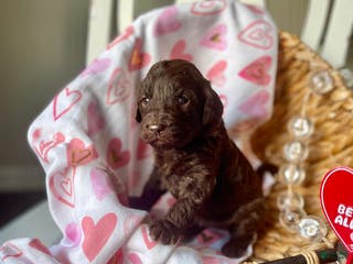 Goldendoodle dogs Ms blue - Ad 27