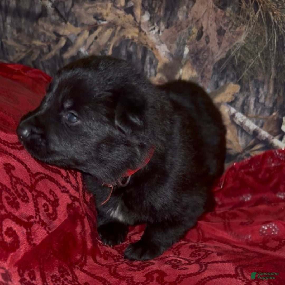 German Shepherd dogs for sale: SCAMPI - Ad 19