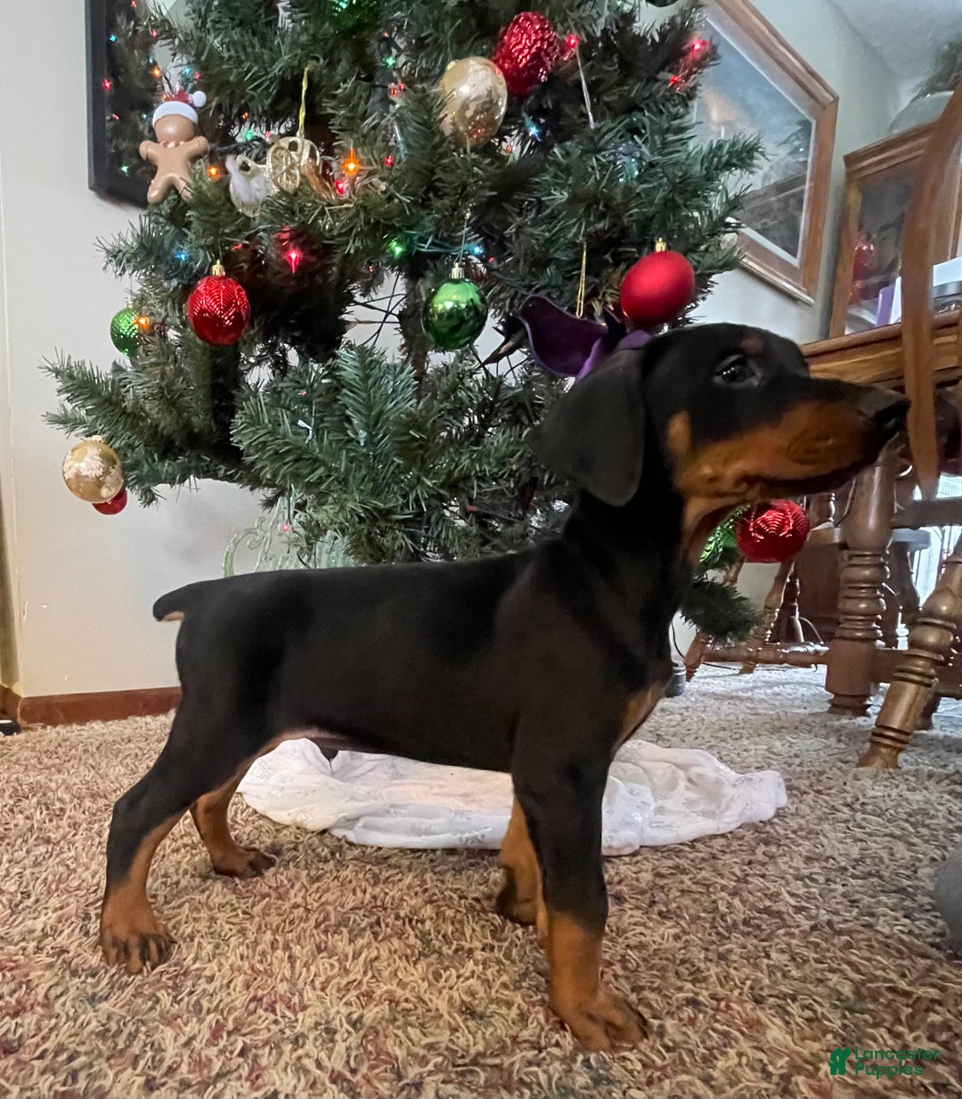 French Bulldog dogs for sale: Snail - Ad 10