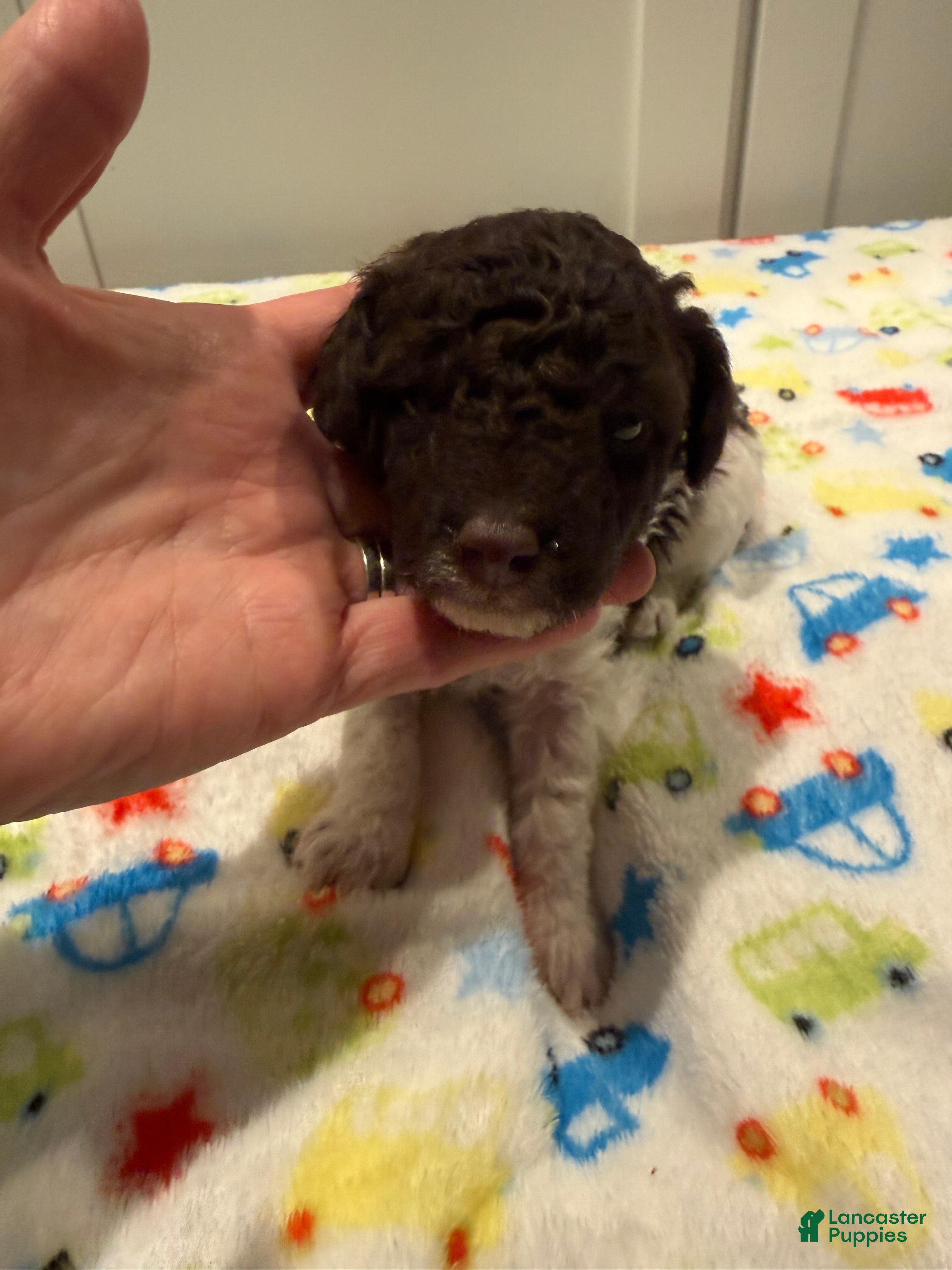 Miniature Poodle dogs GARY - Ad 11