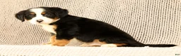 Bernese Mountain Dog dogs for sale: Chevy - Ad 8