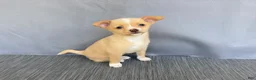 Chihuahua dogs for sale: Rudy - Ad 6