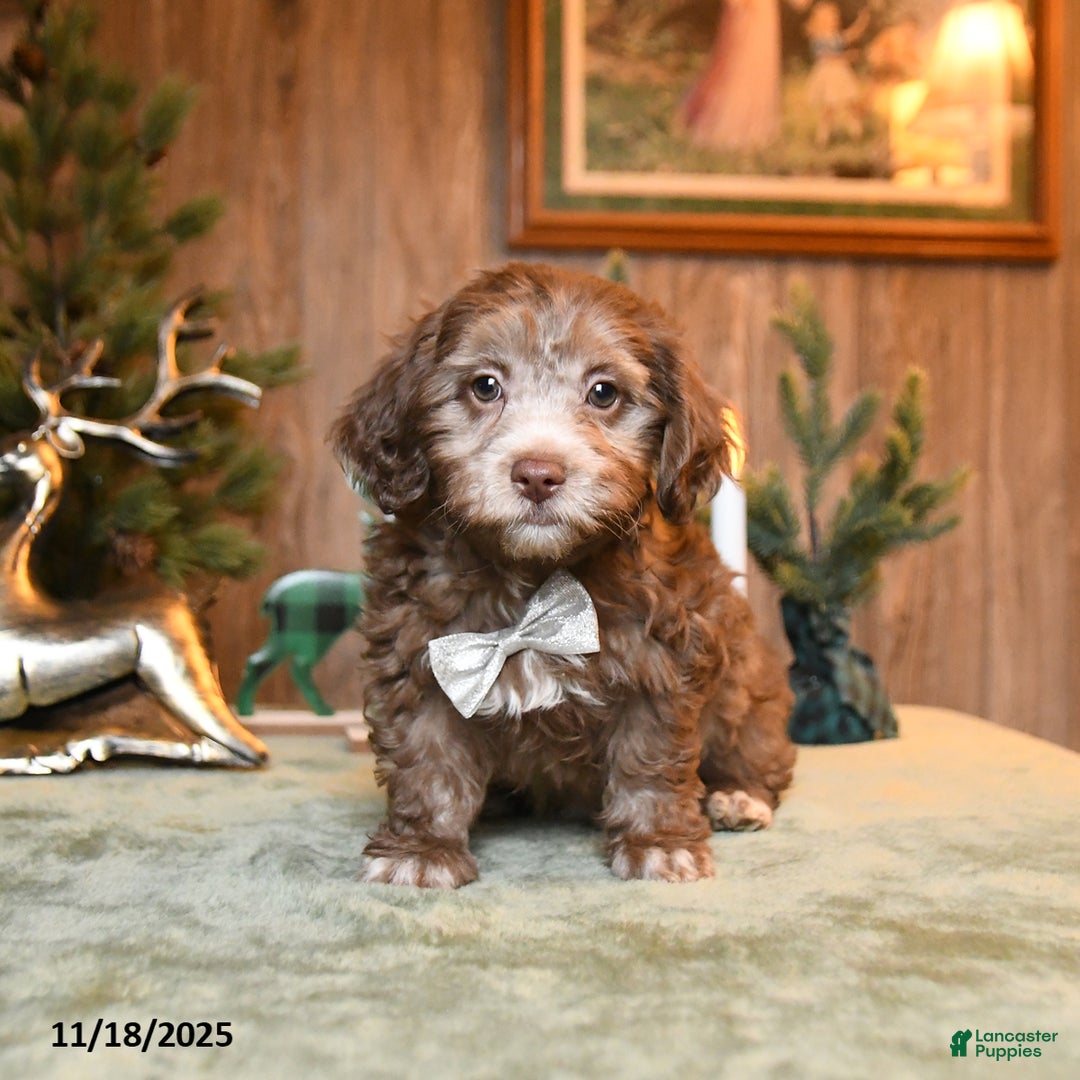 Schnoodle dogs for sale: Chip - Ad 2