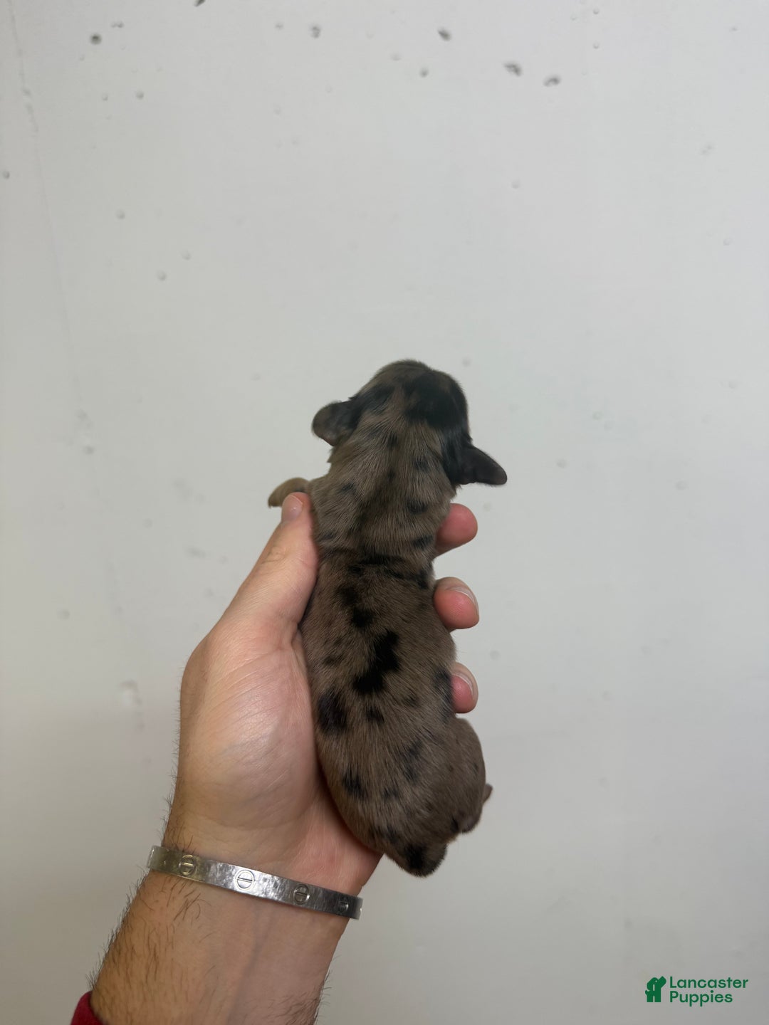 Miniature Dachshund dogs for sale: Carla  - Ad 1