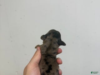 Miniature Dachshund dogs Carla - Ad 15