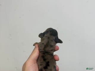 Miniature Dachshund dogs Carla - Ad 17