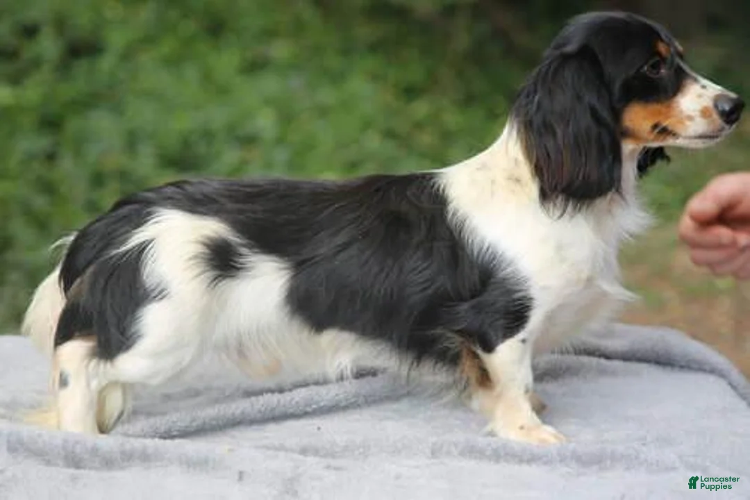 Dachshund dogs for sale: Black and Tan Piebald Female  - Ad 6